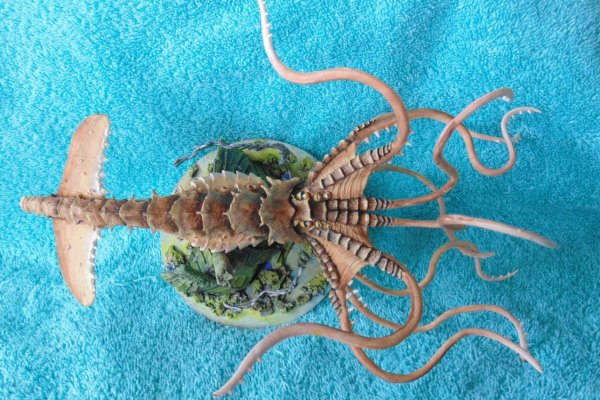 Kraken 5 at