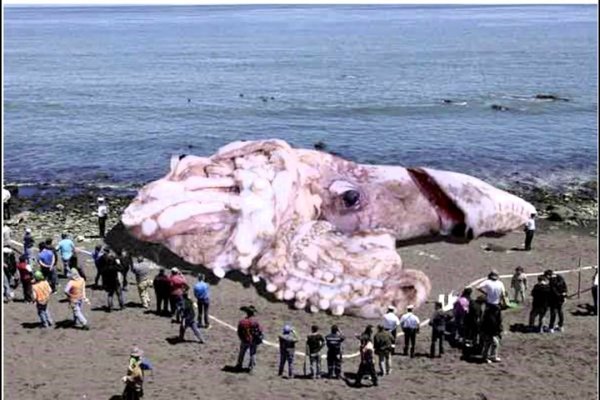 Kraken com зеркало